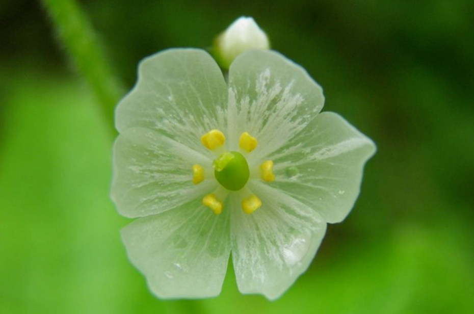 산하엽(Diphylleia grayi)