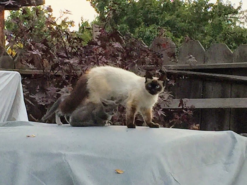 Nabi - My backyard feral cat