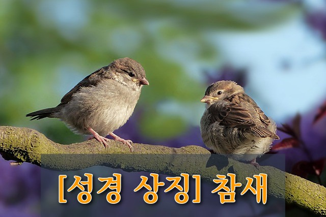 [성경 상징] 참새