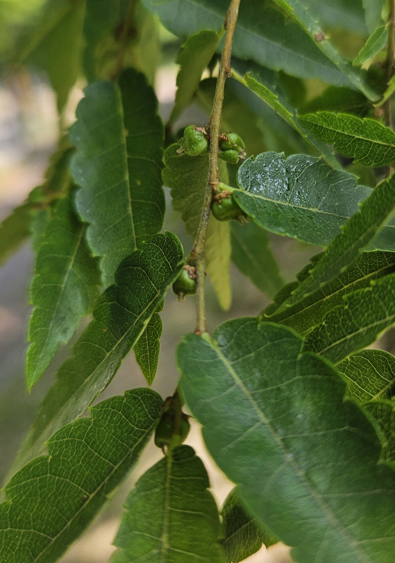 느티나무 (Sawleaf zelkova)