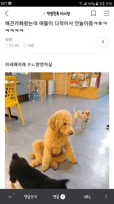 애견카페 왔는데 애들이 다 작아서 안 놀아줌ㅋㅋㅋㅋㅋ