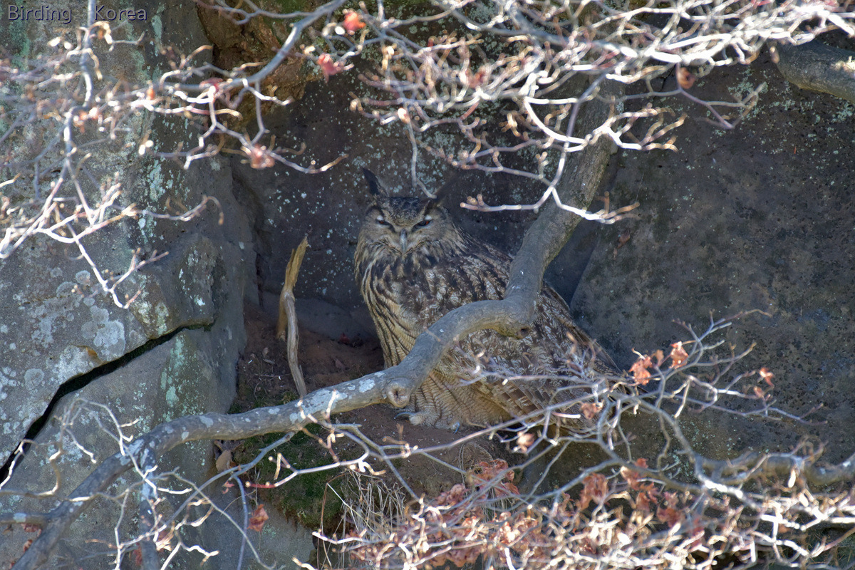 Raptors & Owls in South Korea