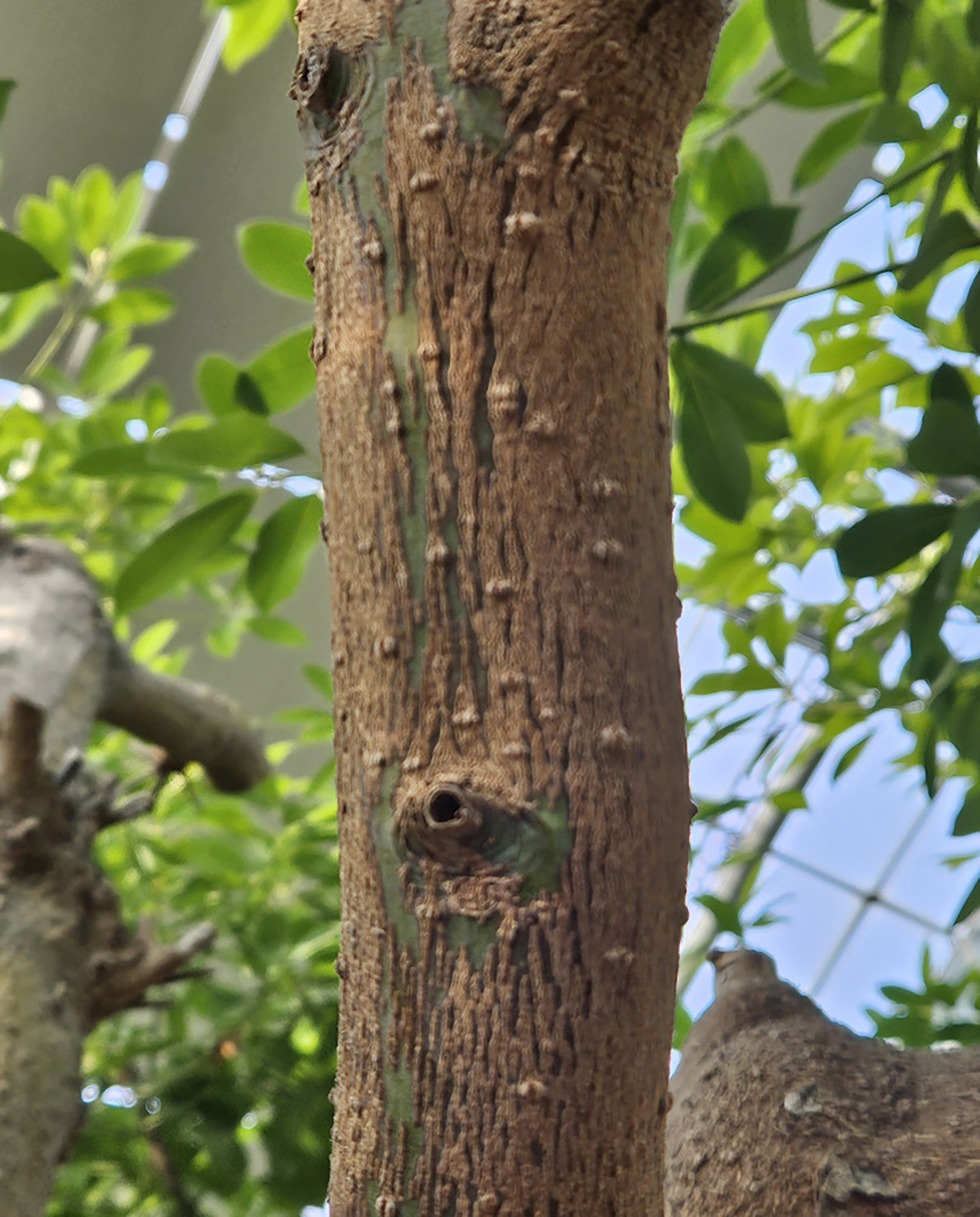 후박나무 (common machilus)