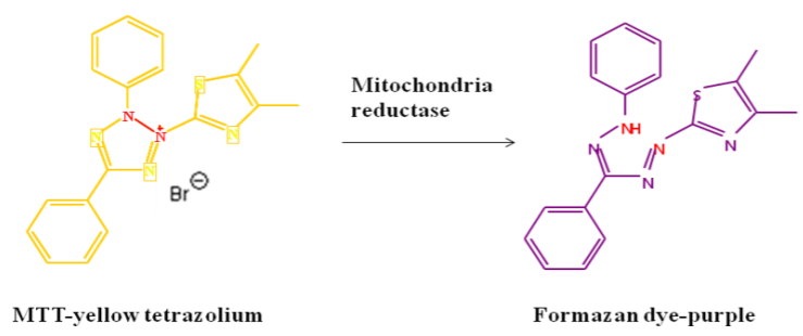 [cellular metabolic activity] MTT assay