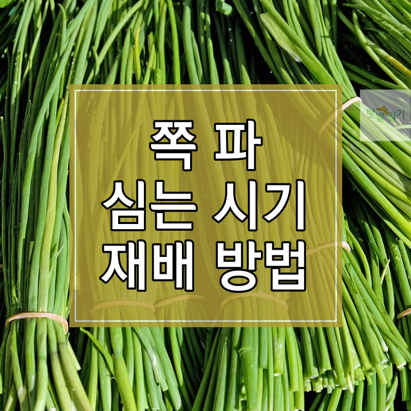2023년 쪽파 심는 시기 및 재배방법 알아보기