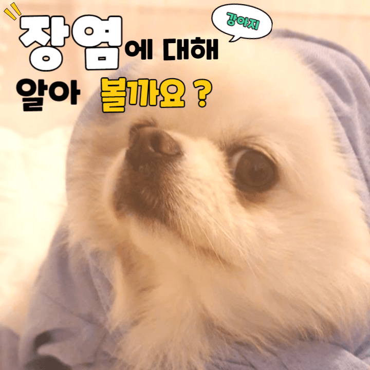 강아지 장염 증상 : 이럴 땐 꼭 병원에 가세요! 1 ywAAAAAAQABAAACAUwAOw==