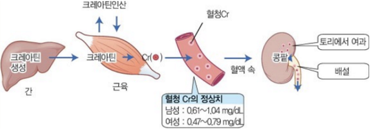 크레아티닌 수치가 높으면 위험할까요? :: 피지컬 스토리