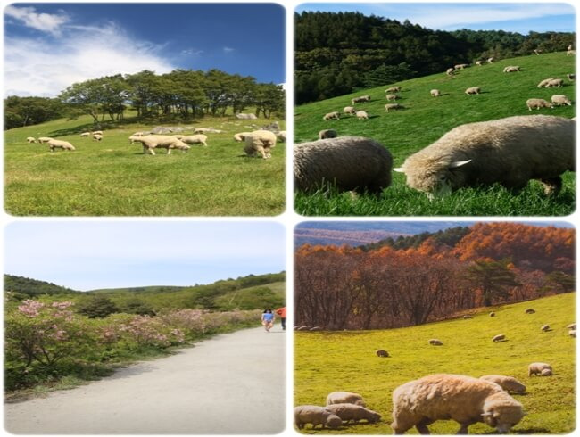 평창 가볼만한곳 대관령 양떼목장