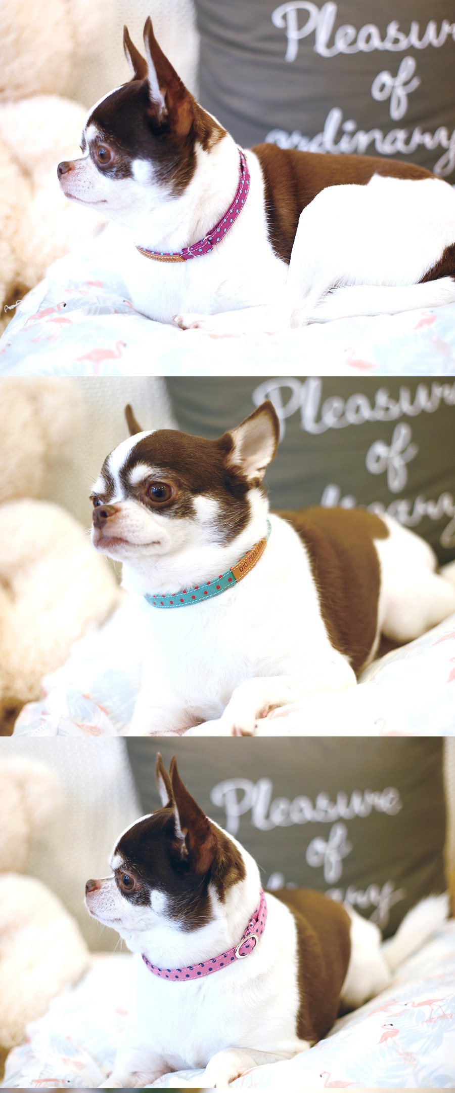 비비드 버클인식표(6색) /강아지고양이 인식표 이름표 안전버클 상세 이미지 11