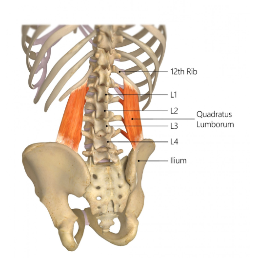 Quadratus lumborum (요방형근, 허리네모근)