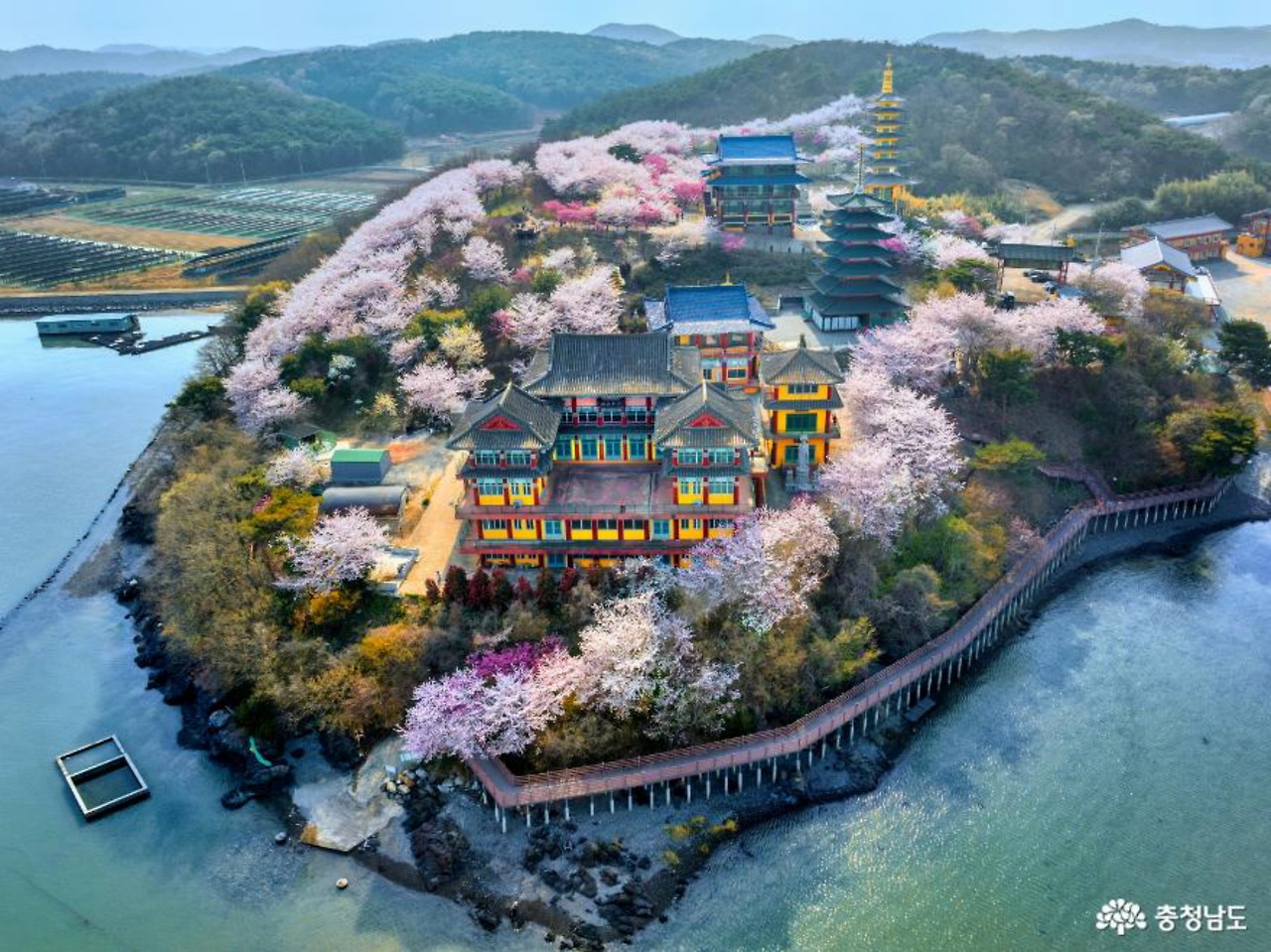 충남 봄 꽃구경 갈만한 곳 태안 천안 금산 서산 여행 떠나보자