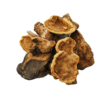 상황버섯 효능 부작용-상황버섯-모양