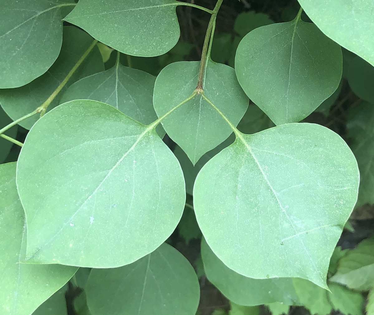 수수꽃다리 (Korean early lilac)
