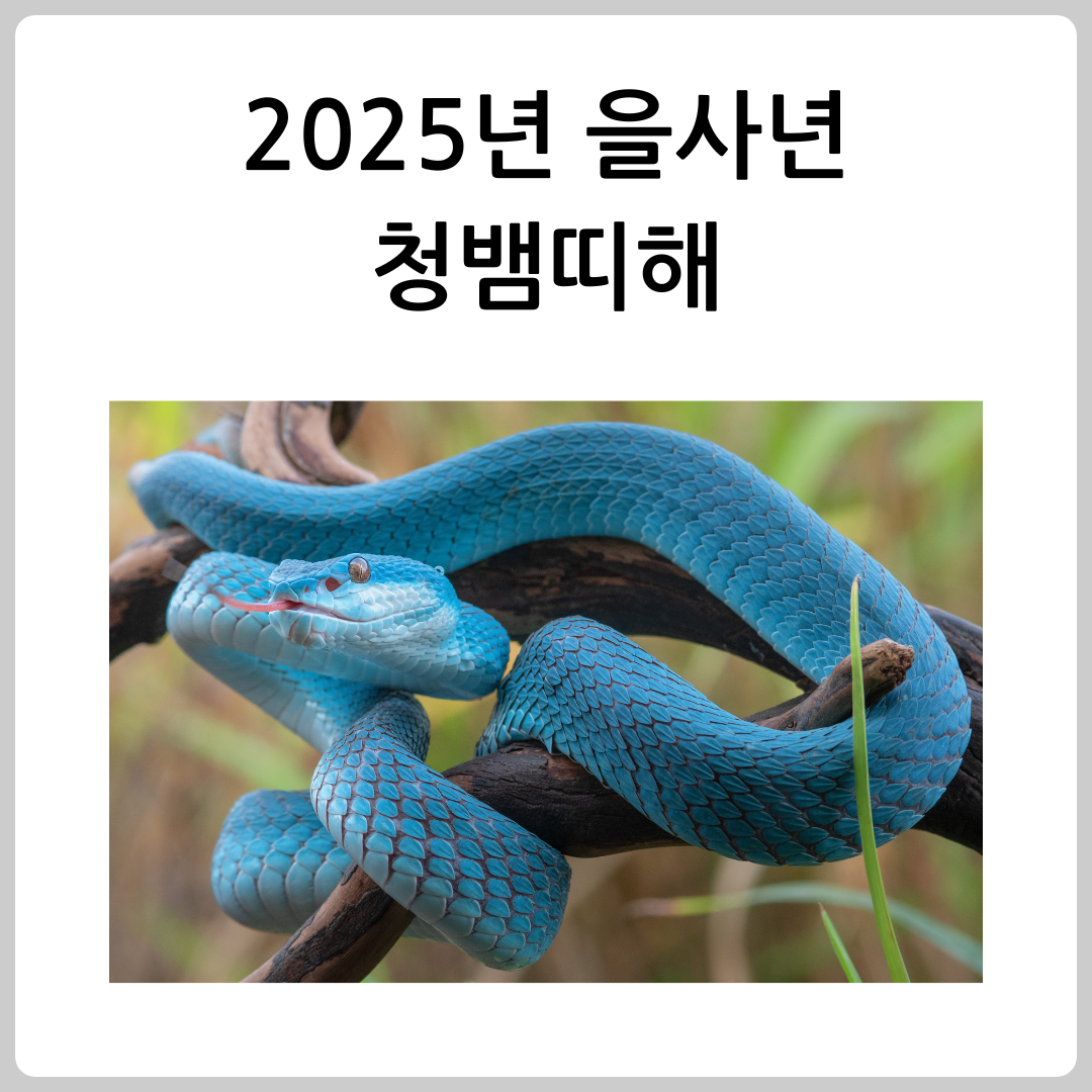 2025년 무슨해 무슨띠 운세와 의미