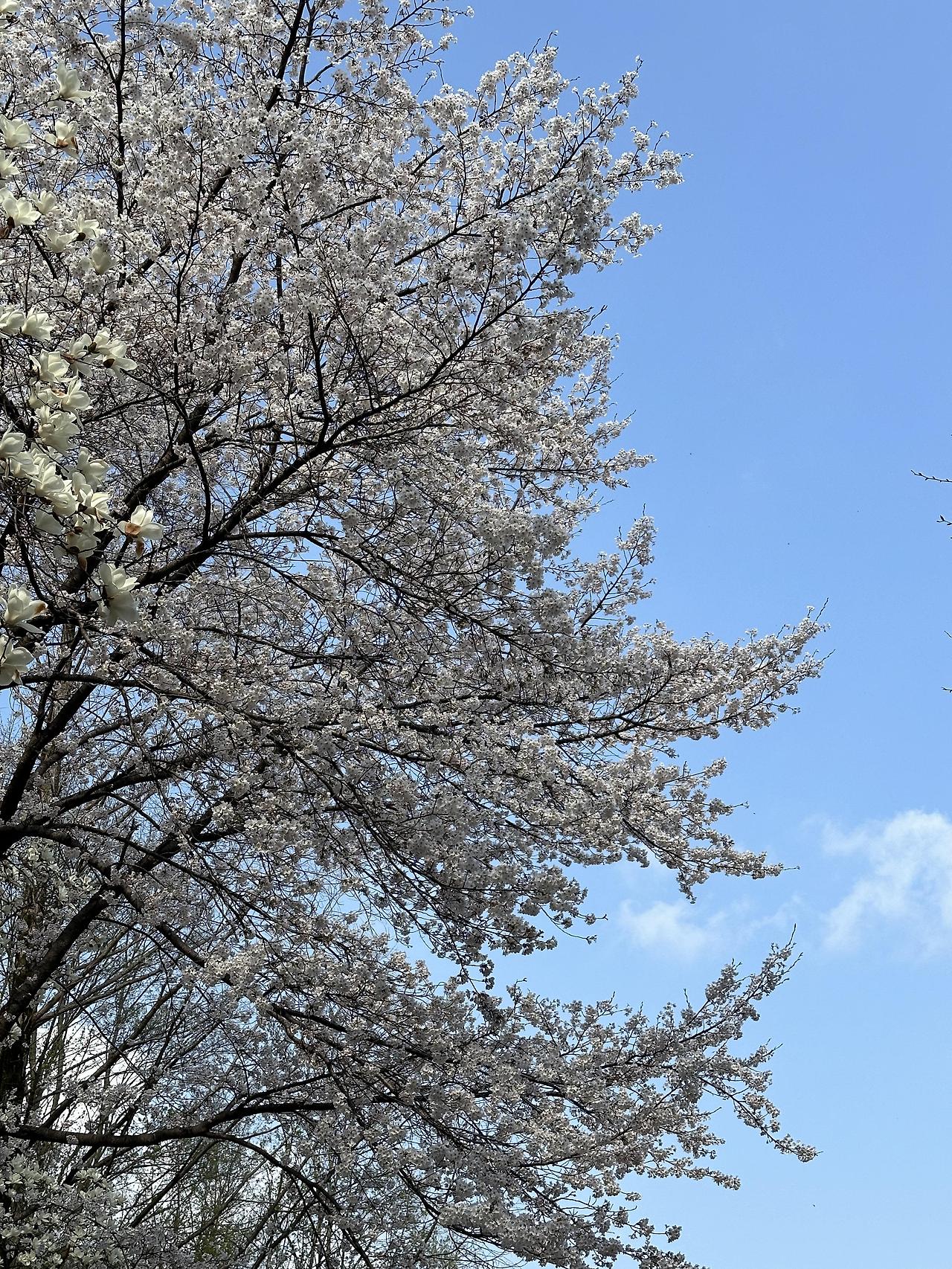 대전 가볼만한곳 계룡산 등산 후기 (동학사-남매탑-삼불봉-관음봉-은선폭포-동학사)