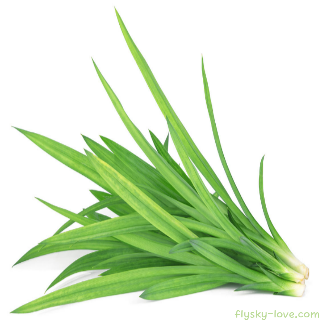 판단 잎 (Pandan Leaf) 효능 영양성분 활용법