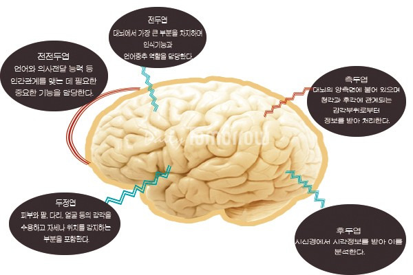 011. 두뇌 활성화