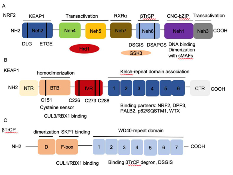 [Nrf2 signaling Pathway]