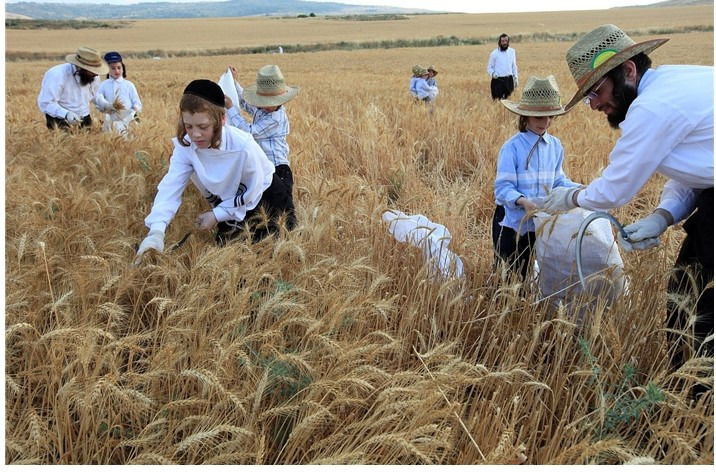 552. 수장절(Feast of ingathering) - 연말에 곡식과 과일을 저장하며 감사