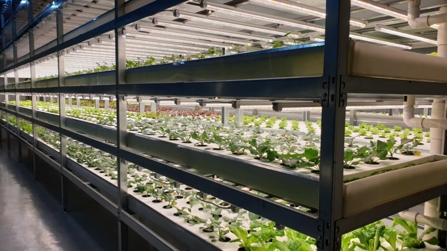 수직농장 '버티컬 팜'(Vertical Farm)이란.. 3 ywAAAAAAQABAAACAUwAOw==