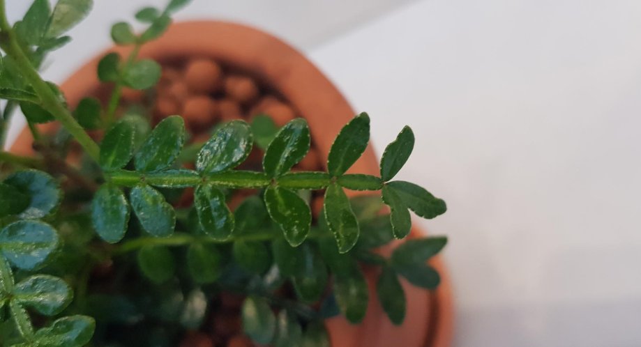 산초 키우기 산초나무 효능 알어 보기