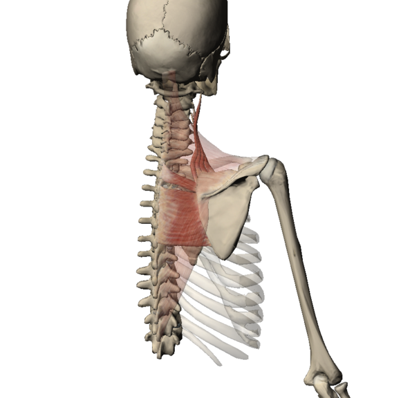 abduction anatomy