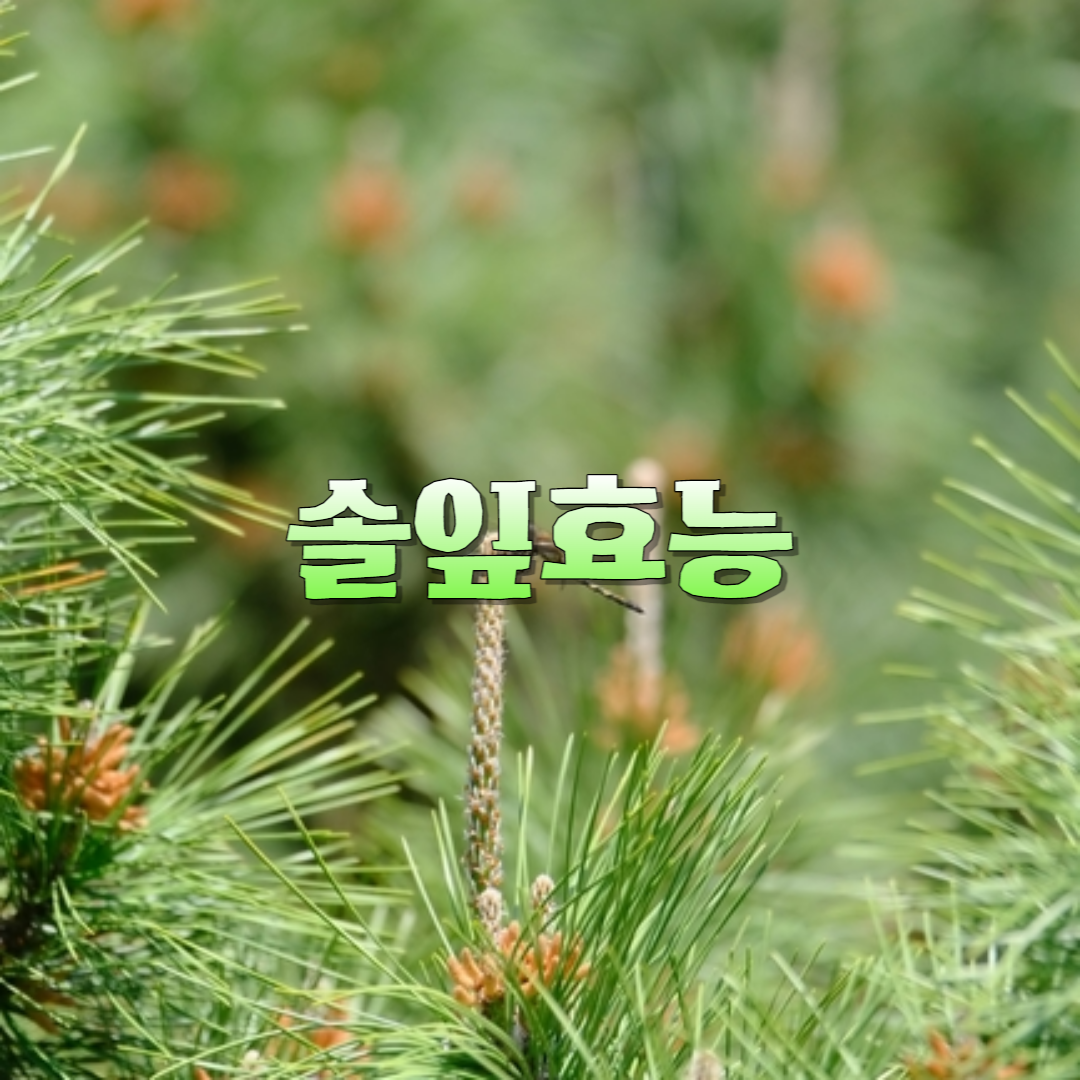 솔잎의 효능 영양성분 먹는방법 부작용