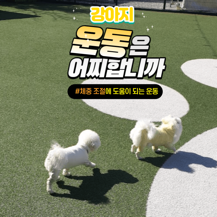 우리 강아지가 비만이라고? : 체중 관리가 필요해! 2 ywAAAAAAQABAAACAUwAOw==