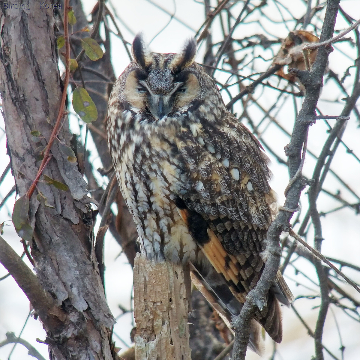Raptors & Owls in South Korea