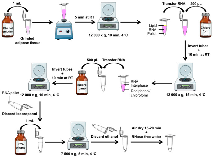 RNA isolation (TRIzol 사용 방법)