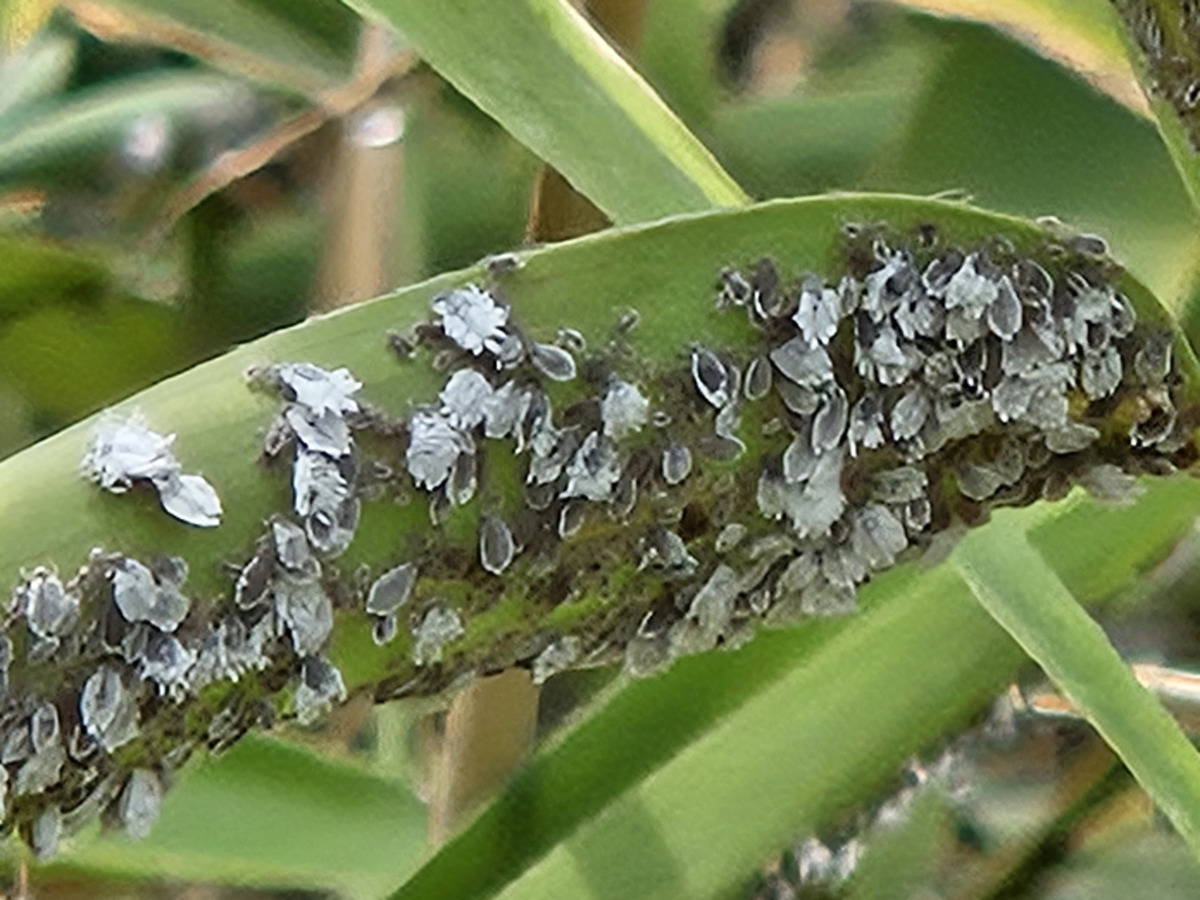 일본납작진딧물 (Japanese flat aphid)