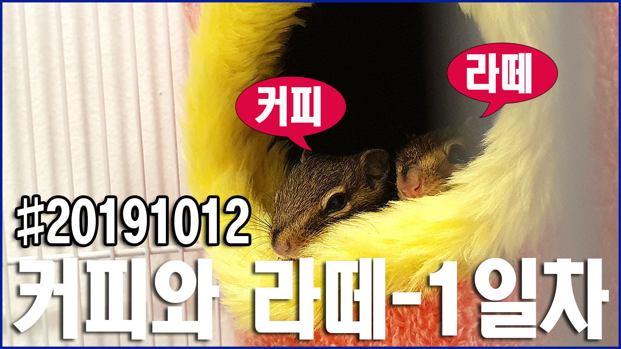 [손다람쥐의 일상 #20191012] 다람쥐 키우기-커피와 라떼 이야기-1일차/반려동물/애완동물/하늘다람쥐