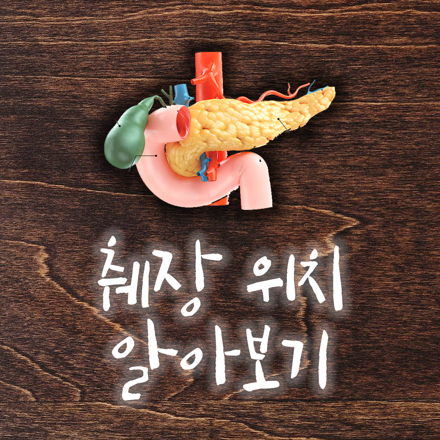 췌장의 모양과 위치를 알아보자