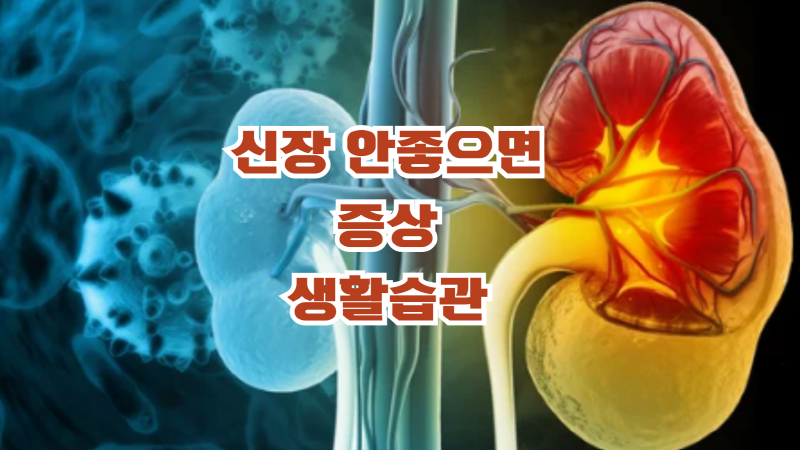 신장 안 좋으면 나타나는 증상 및 생활 습관 :: 건강한 생활