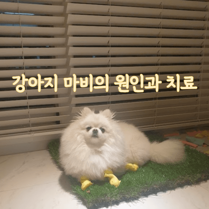 강아지의 마비 증상에 대해 알아야 할 사실들 1 강아지 마비 원인-치료