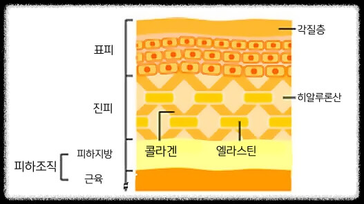 상처의 종류, 상처가 낫는 과정