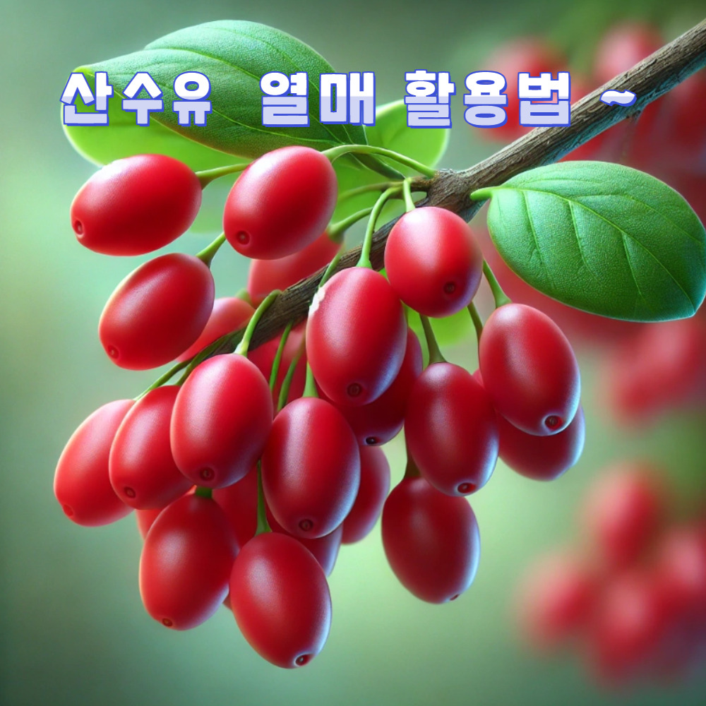 산수유 열매의 놀라운 효능과 활용법