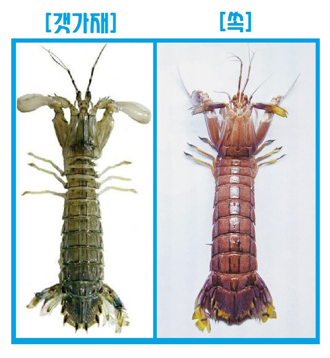 갯가재 요리와 제철, 손질부터 먹는 법까지