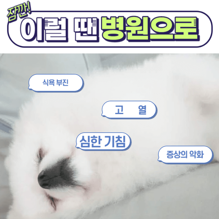 강아지도 감기에 걸려요 : 이렇게 해주세요! 2 ywAAAAAAQABAAACAUwAOw==