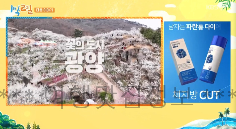 KBS 1박2일 광양 매화마을 촬영지 장소 위치 어디? 170회 4월 5일 방송 1 ywAAAAAAQABAAACAUwAOw==