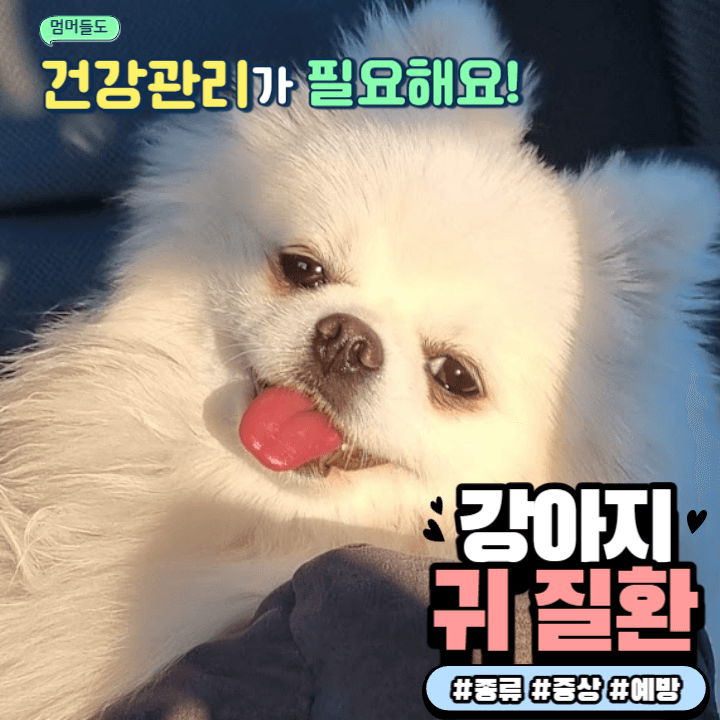 강아지가 자꾸 귀를 긁는다고? : 귀 질환일 수 있어요! 1 ywAAAAAAQABAAACAUwAOw==