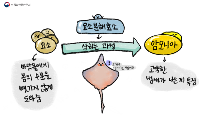 홍어 삭히는 이유와 홍어와 가오리 차이점