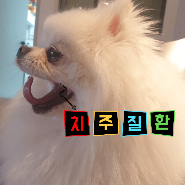 강아지 치주 질환: 미리 미리 예방하세요! 1 강아지-치주-질환