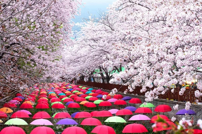 2025년 진해 군항제 축제 및 근처 맛집 추천