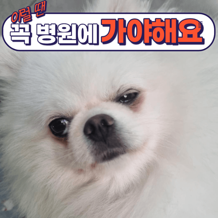강아지 피부염 종류와 증상: 정확한 진단을 위해 알아보아요! 2 ywAAAAAAQABAAACAUwAOw==