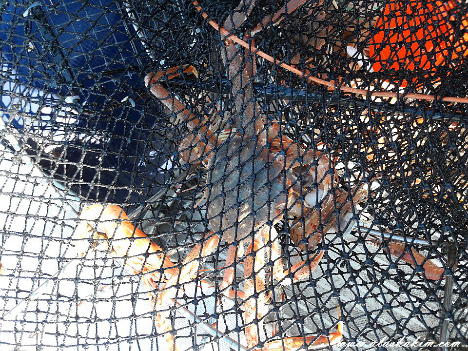 알래스카" 새우 잡는 법을 공개 합니다 "