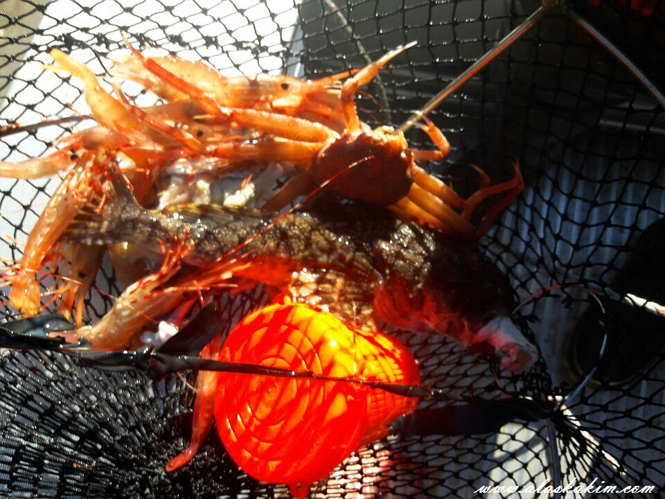 알래스카" 새우 잡는 법을 공개 합니다 "