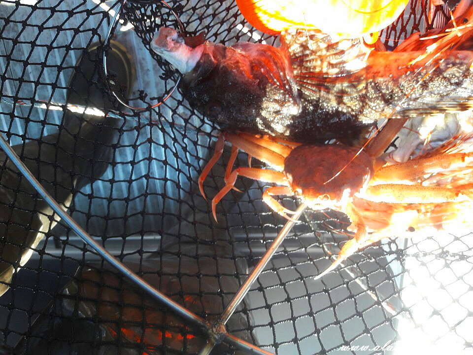 알래스카" 새우 잡는 법을 공개 합니다 "