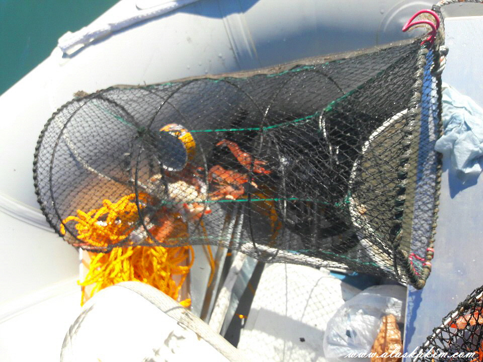 알래스카" 새우 잡는 법을 공개 합니다 "