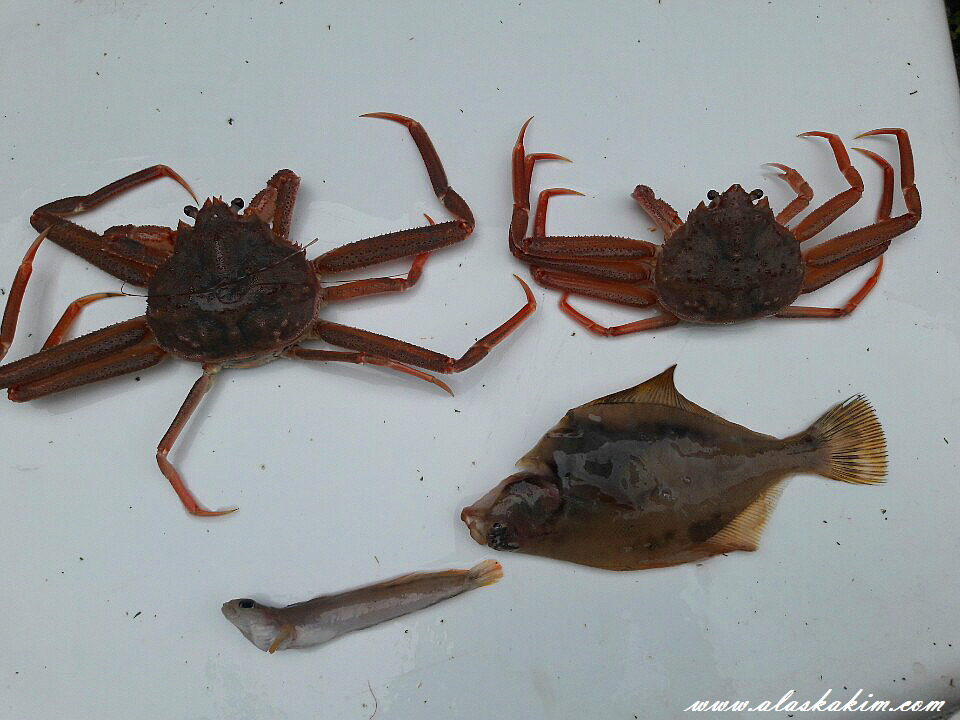 알래스카" 새우 잡는 법을 공개 합니다 "